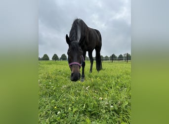 Oldenbourg, Jument, 7 Ans, 168 cm, Bai brun