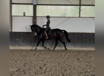 Oldenbourg, Jument, 7 Ans, 168 cm, Bai brun
