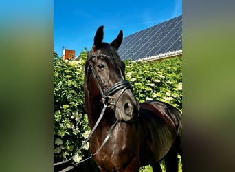 Oldenbourg, Jument, 7 Ans, 168 cm, Bai brun foncé
