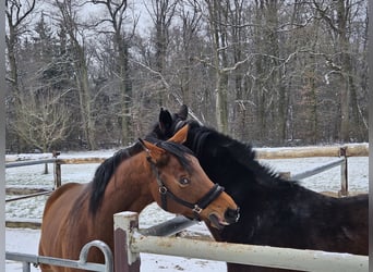 Oldenbourg, Jument, 7 Ans, 168 cm, Bai
