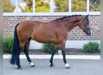 Oldenbourg, Jument, 7 Ans, 168 cm, Bai