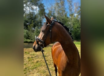 Oldenbourg, Jument, 7 Ans, 168 cm