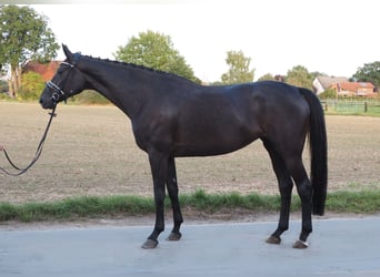 Oldenbourg, Jument, 7 Ans, 168 cm, Noir