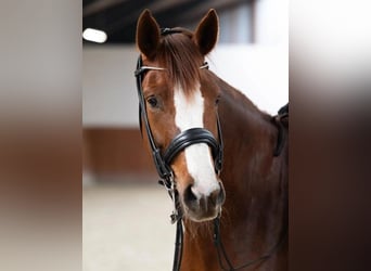 Oldenbourg, Jument, 7 Ans, 169 cm, Alezan brûlé