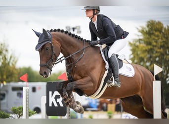 Oldenbourg, Jument, 7 Ans, 169 cm, Bai brun