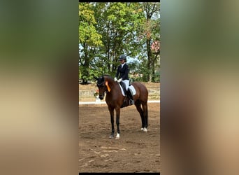 Oldenbourg, Jument, 7 Ans, 169 cm, Bai