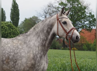 Oldenbourg, Jument, 7 Ans, 169 cm, Gris pommelé