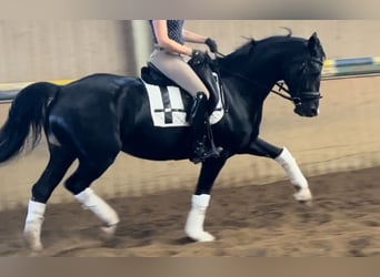 Oldenbourg, Jument, 7 Ans, 169 cm, Noir