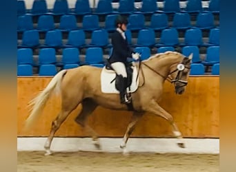 Oldenbourg, Jument, 7 Ans, 169 cm, Palomino