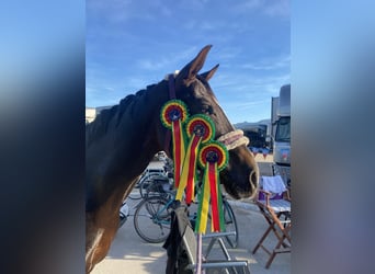 Oldenbourg, Jument, 7 Ans, 170 cm, Alezan brûlé