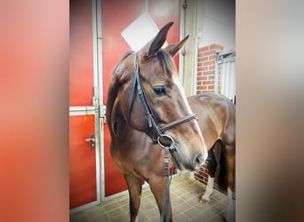 Oldenbourg, Jument, 7 Ans, 170 cm, Alezan brûlé