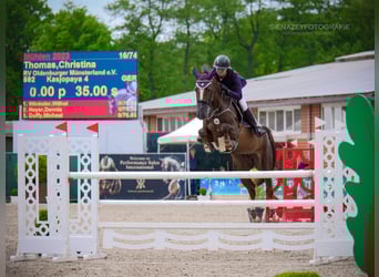 Oldenbourg, Jument, 7 Ans, 170 cm, Alezan brûlé