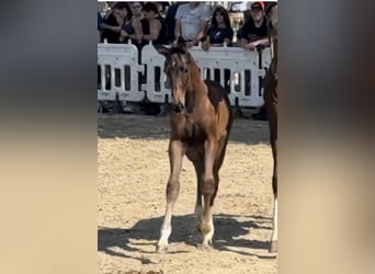 Oldenbourg, Jument, 7 Ans, 170 cm, Alezan brûlé