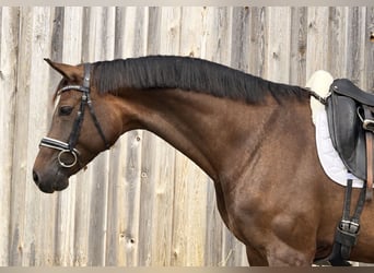 Oldenbourg, Jument, 7 Ans, 170 cm, Bai brun