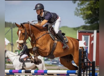 Oldenbourg, Jument, 7 Ans, 170 cm, Bai brun