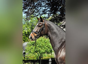 Oldenbourg, Jument, 7 Ans, 170 cm, Bai brun