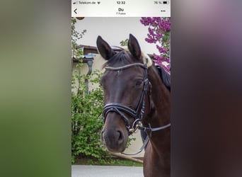 Oldenbourg, Jument, 7 Ans, 170 cm, Bai brun foncé