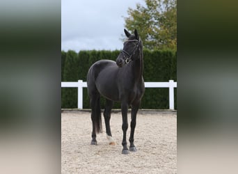 Oldenbourg, Jument, 7 Ans, 170 cm, Noir