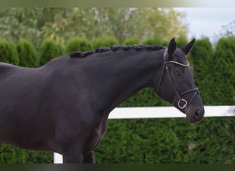 Oldenbourg, Jument, 7 Ans, 170 cm, Noir