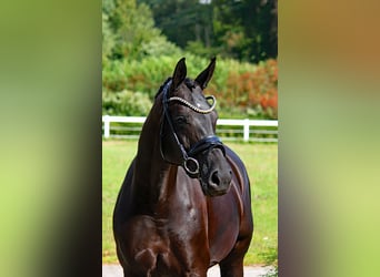Oldenbourg, Jument, 7 Ans, 170 cm, Noir