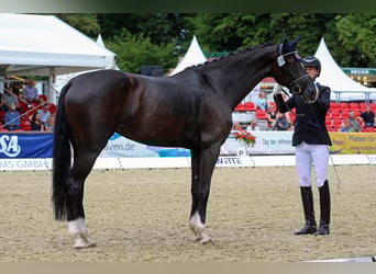 Oldenbourg, Jument, 7 Ans, 170 cm, Noir