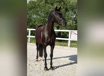 Oldenbourg, Jument, 7 Ans, 170 cm, Noir