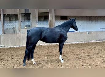 Oldenbourg, Jument, 7 Ans, 170 cm, Noir