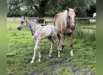 Oldenbourg, Jument, 7 Ans, 170 cm, Palomino