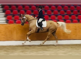 Oldenbourg, Jument, 7 Ans, 170 cm, Palomino