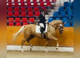 Oldenbourg, Jument, 7 Ans, 170 cm, Palomino