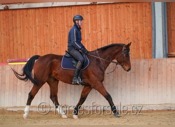 Oldenbourg, Jument, 7 Ans, 171 cm, Bai