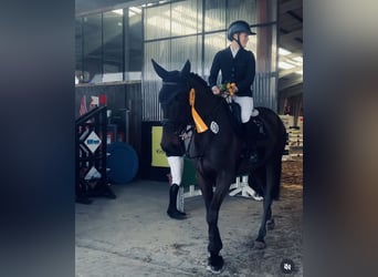 Oldenbourg, Jument, 7 Ans, 172 cm, Bai brun foncé