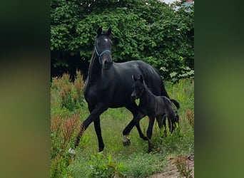 Oldenbourg, Jument, 7 Ans, 172 cm, Bai brun foncé