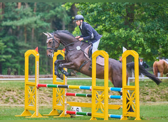 Oldenbourg, Jument, 7 Ans, 173 cm, Bai brun
