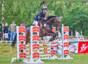 Oldenbourg, Jument, 7 Ans, 173 cm, Bai brun