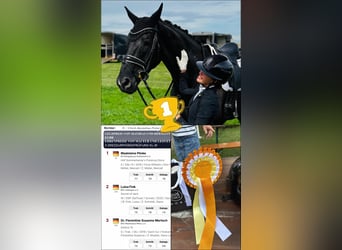 Oldenbourg, Jument, 7 Ans, 173 cm, Noir
