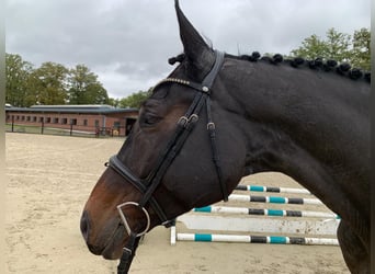 Oldenbourg, Jument, 7 Ans, 174 cm, Bai brun