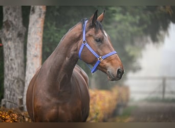 Oldenbourg, Jument, 7 Ans, 174 cm, Bai cerise