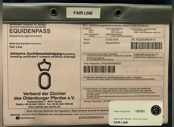 Oldenbourg, Jument, 7 Ans, 174 cm, Bai cerise