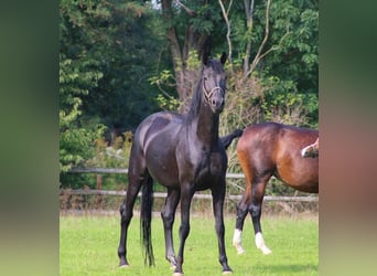 Oldenbourg, Jument, 7 Ans, 174 cm, Noir