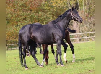 Oldenbourg, Jument, 7 Ans, 174 cm, Noir