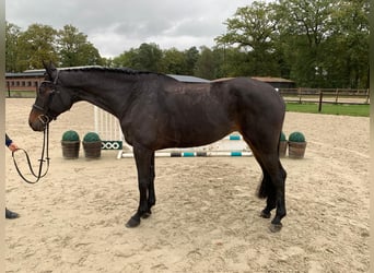 Oldenbourg, Jument, 7 Ans, 175 cm