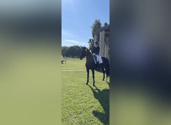 Oldenbourg, Jument, 7 Ans, 175 cm, Noir