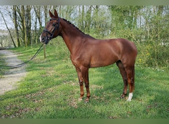 Oldenbourg, Jument, 7 Ans, 177 cm, Alezan