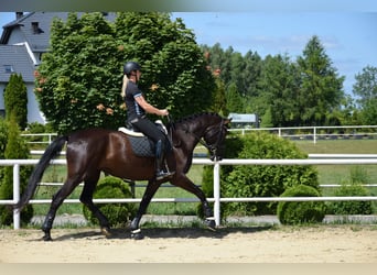 Oldenbourg, Jument, 7 Ans, 177 cm, Noir