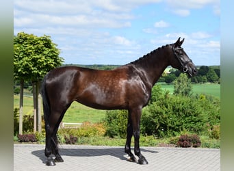 Oldenbourg, Jument, 7 Ans, 177 cm, Noir