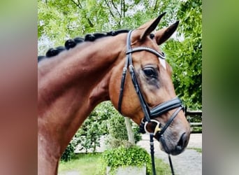 Oldenbourg, Jument, 7 Ans, 178 cm, Bai