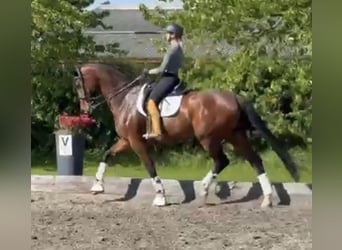 Oldenbourg, Jument, 7 Ans, 178 cm, Bai