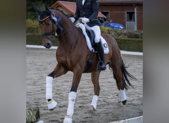 Oldenbourg, Jument, 7 Ans, 178 cm, Bai