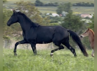 Oldenbourg, Jument, 7 Ans, 178 cm, Noir